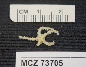 Media type: image; Invertebrate Zoology 73705